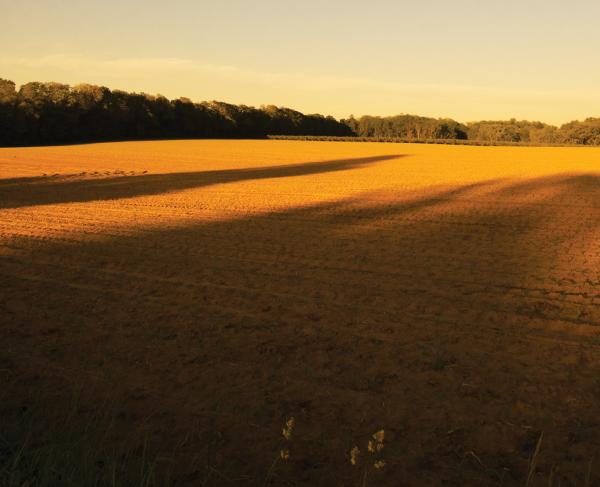 This is a photograph of the Monmouth battlefield during a golden sunset. 