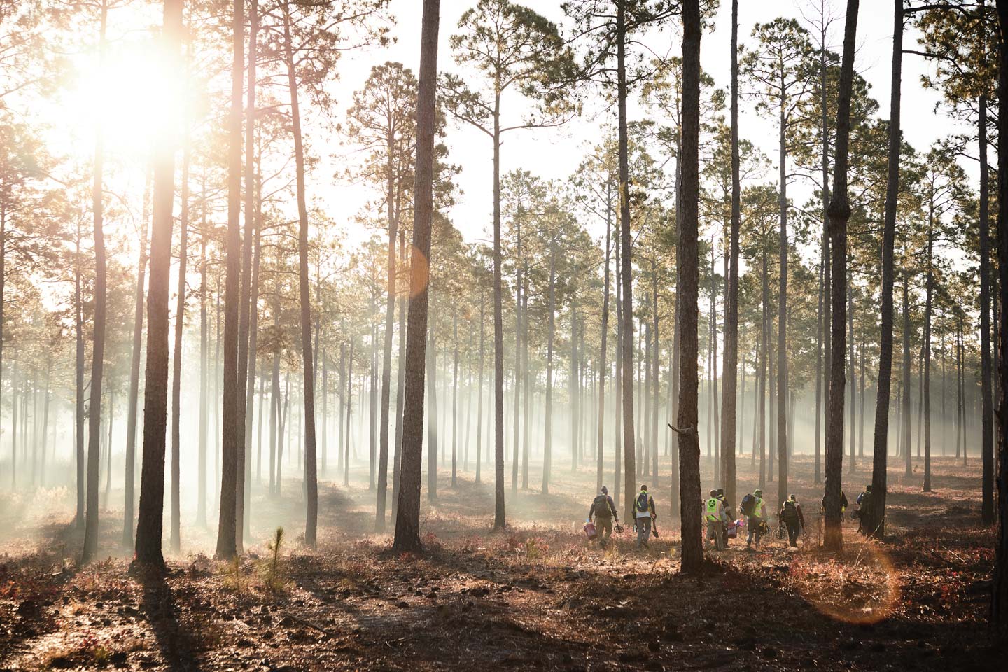 The AVAR crew walking through long leef pines on the Camden Battlefield.