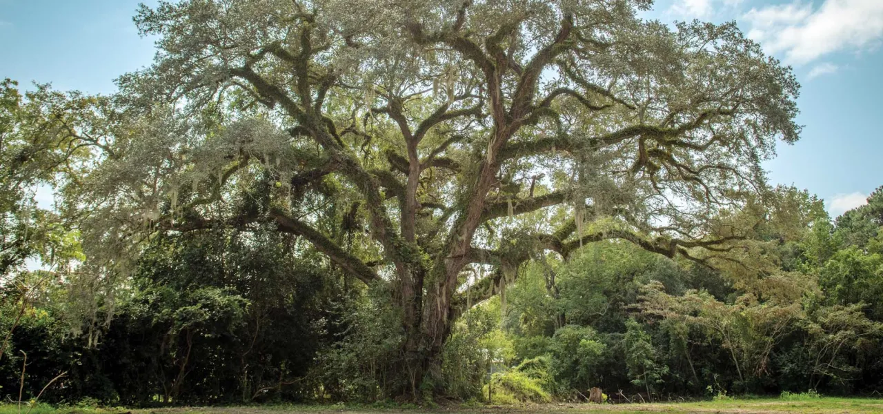 A witness tree