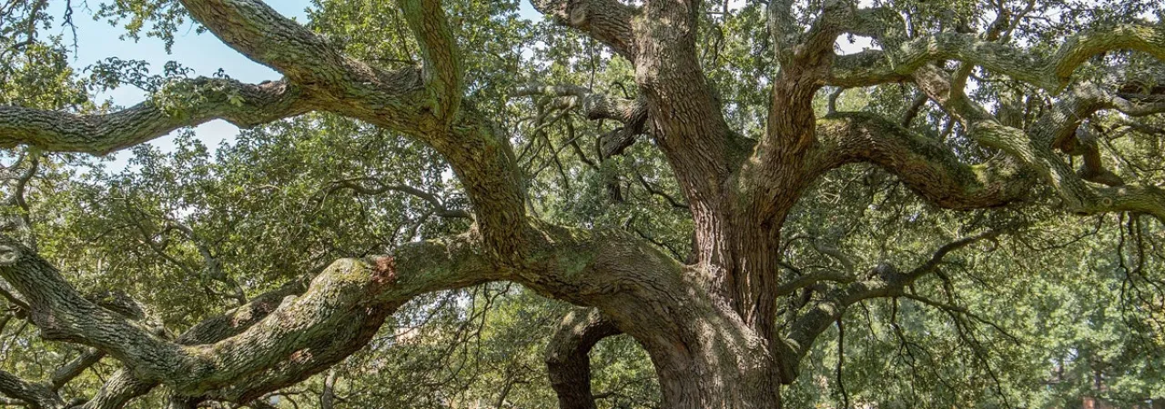 Emancipation Oak