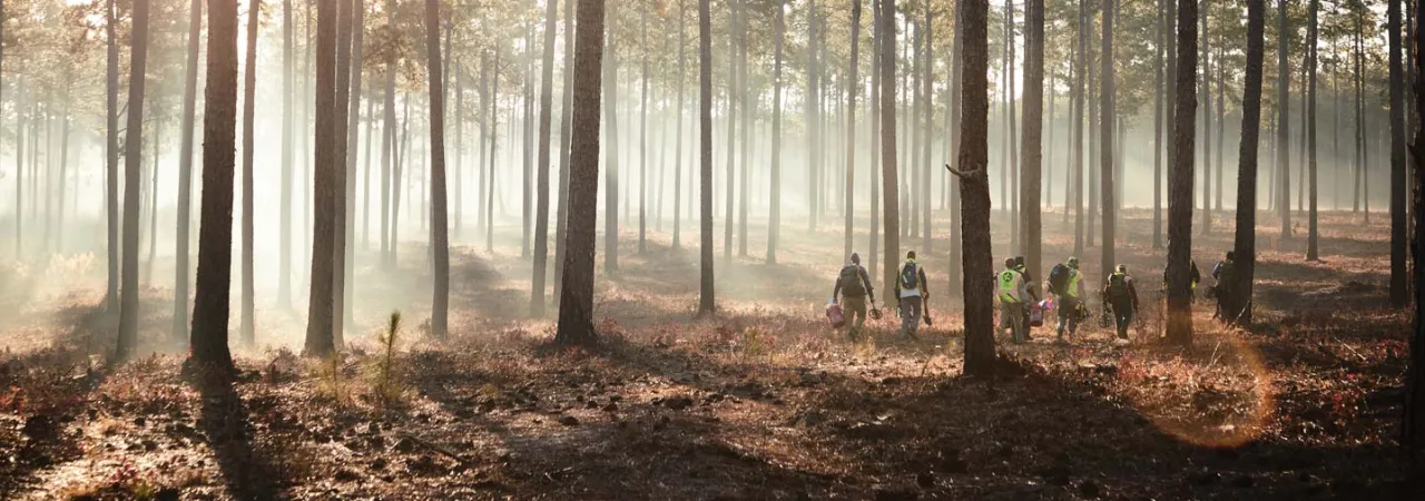 The AVAR crew walking through long leef pines on the Camden Battlefield.