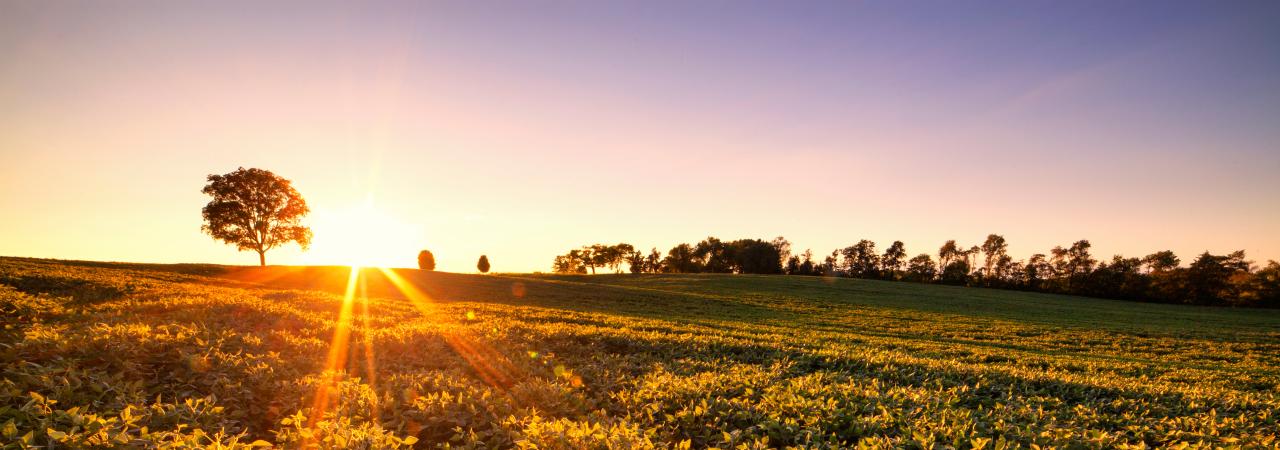 Brandy Station Battlefield