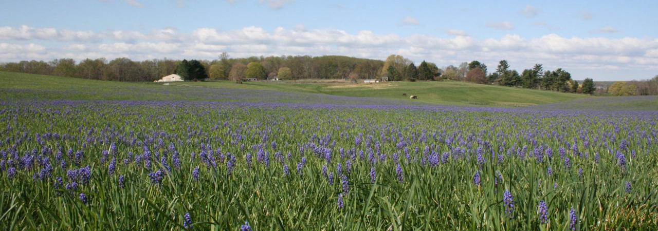 Purple flowers on Birmingham Hill at Brandywine Battlefield