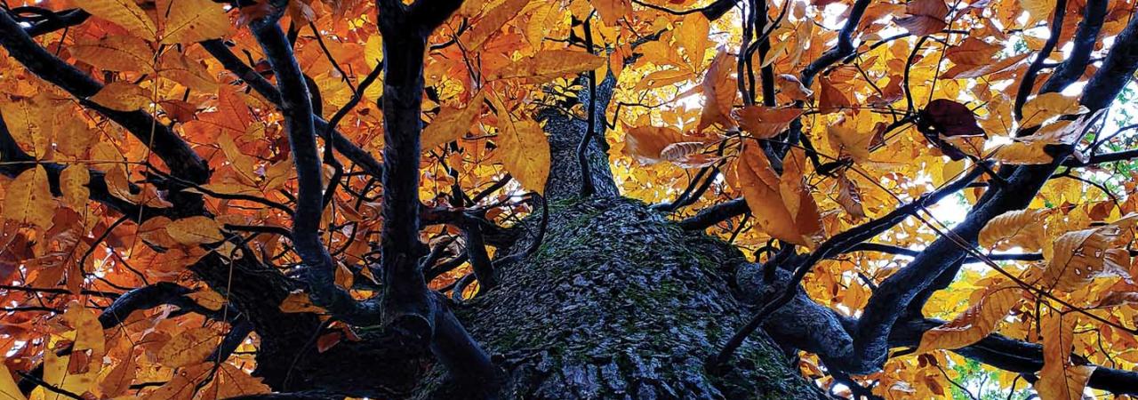 Witness Tree, Cedar Mountain Battlefield, Culpeper County, Va.