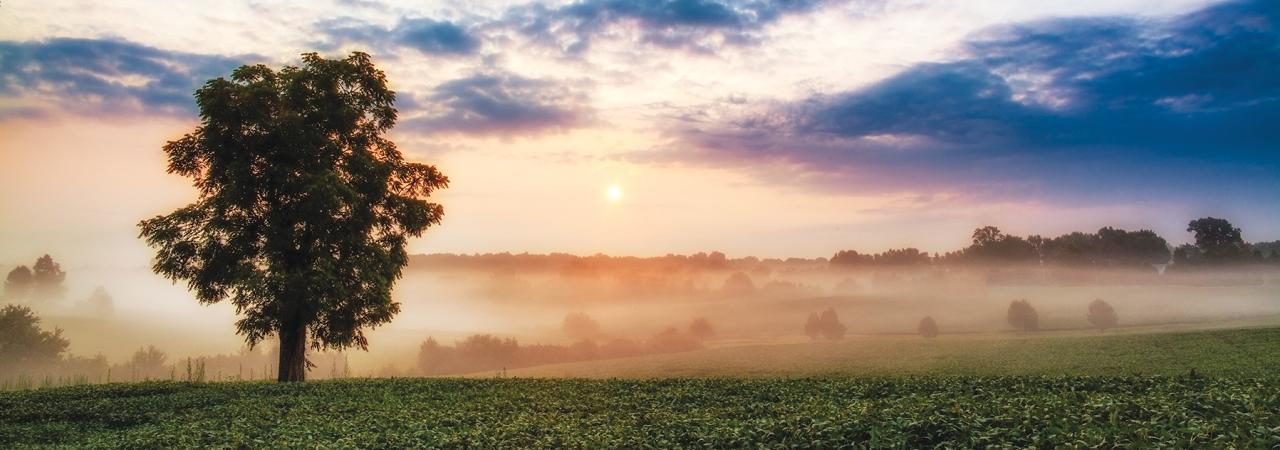 A tree standing on the Chancellorsville Battlefield on a misty morning.