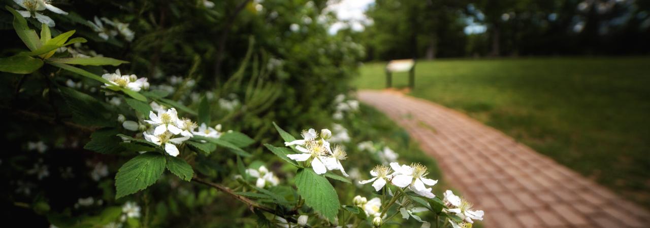 A walking path aside blooming flowers at Ox Hill Battlefield Park.