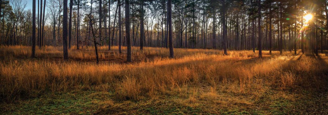 Cold Harbor Battlefield, Hanover County, Va.