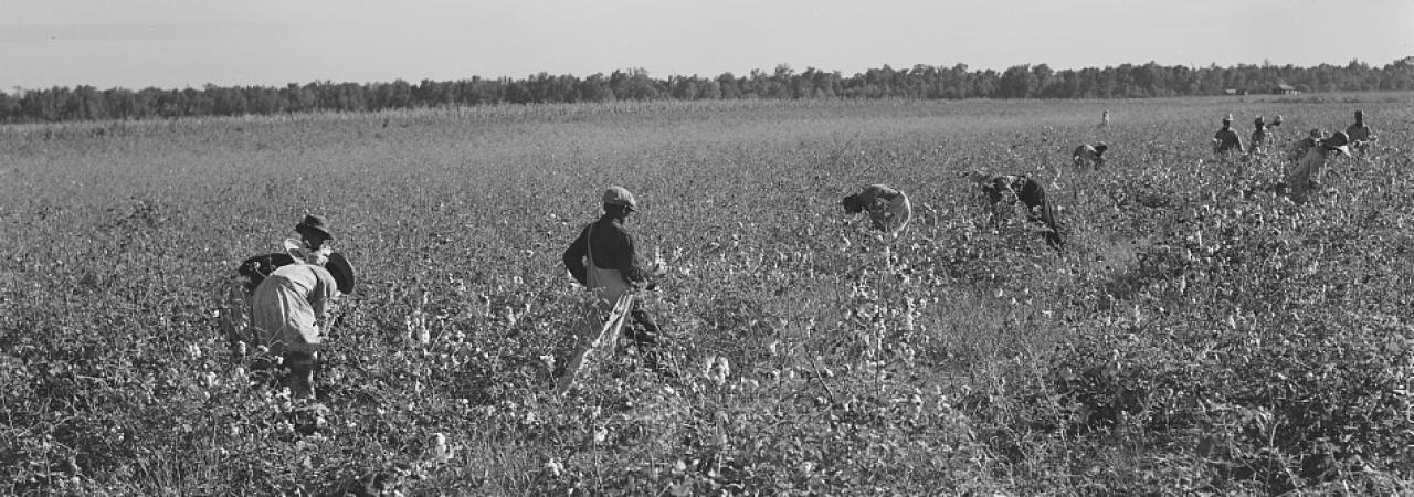 Cotton pickers on Mileston Plantation. Mississippi Delta, Mississippi.