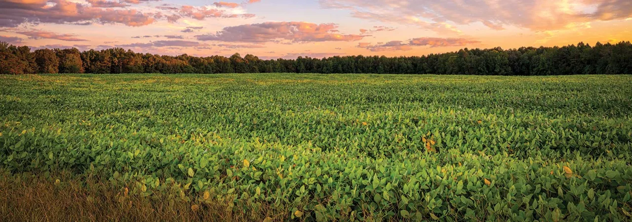 Gaines' Mill Battlefield, Hanover County, Va.