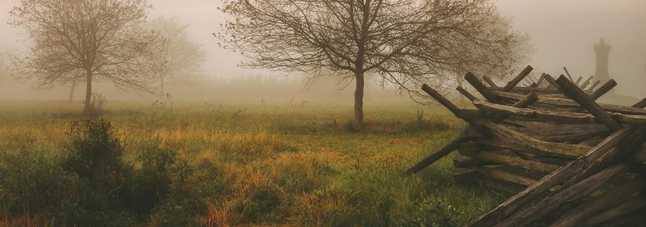 Misty scene with several peach trees and a snake rail fence