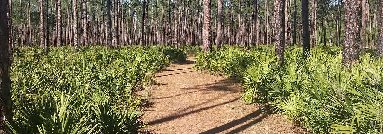 Olustee Battlefield, Baker County, Fla. 