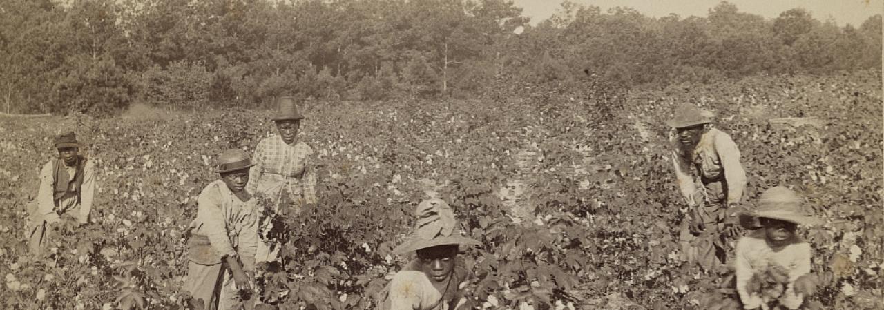 Picking cotton, Savannah, Ga.