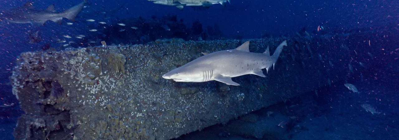 Sand tiger sharks swim alongside the wreck of USS Monitor.
