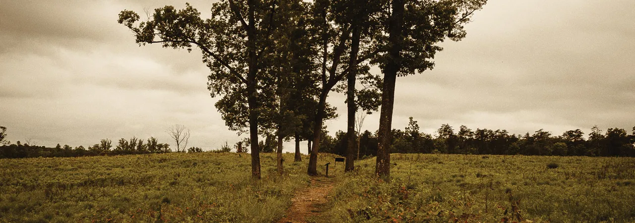 A photograph of trees on the Second Manassas Battlefield