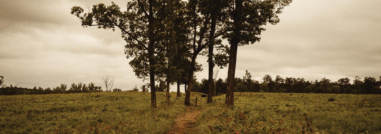 A photograph of trees on the Second Manassas Battlefield