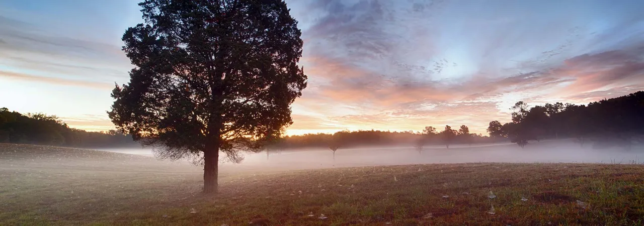 A photograph of a foggy morning. A tree stands in the foreground on the battlefield..