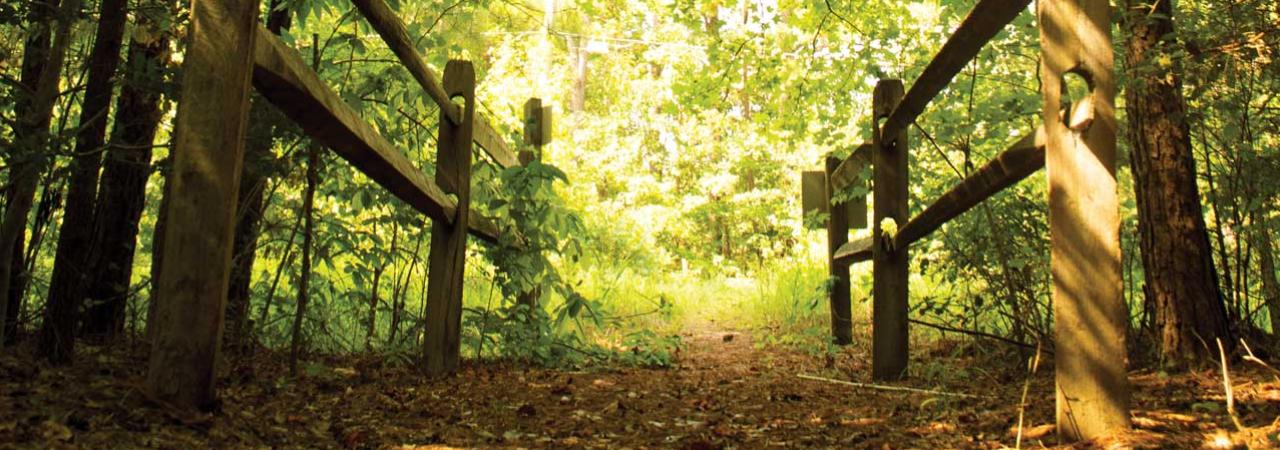 A trail at White Oak Road Battlefield, Dinwiddie County, Va.