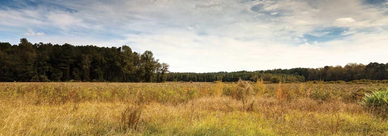 Wyse Fork Battlefield, Kinston, N.C.