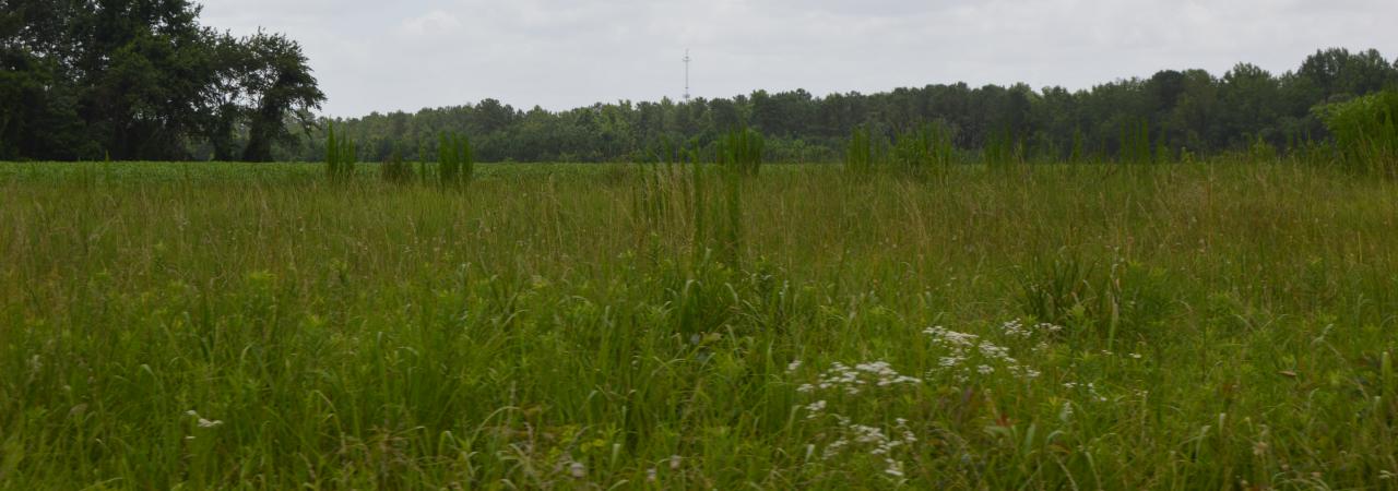 Wyse Fork Battlefield, N.C.