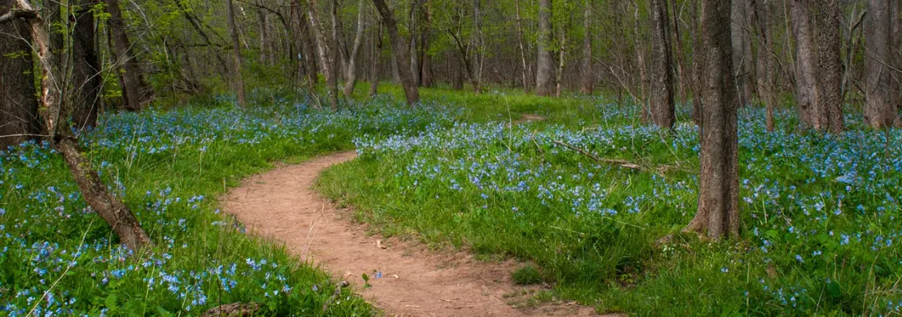 The Bluebell Trail at Bull Run Regional Park, Manassas, Va.