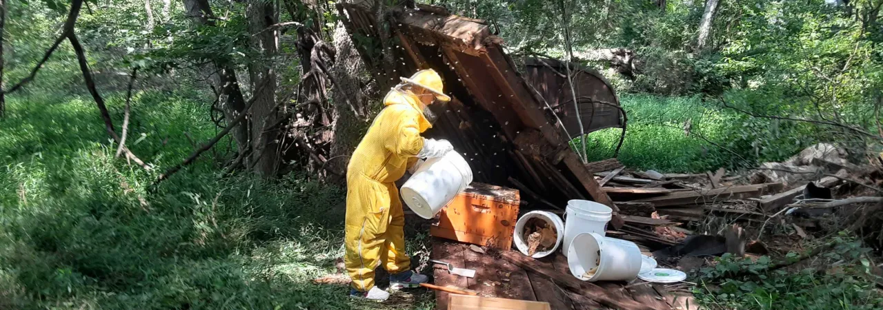A beekeeper works to safely relocate a colony of thousands of bees discovered inside the wall of an outbuilding at the historic Wiltshire property on the Brandy Station battlefield.