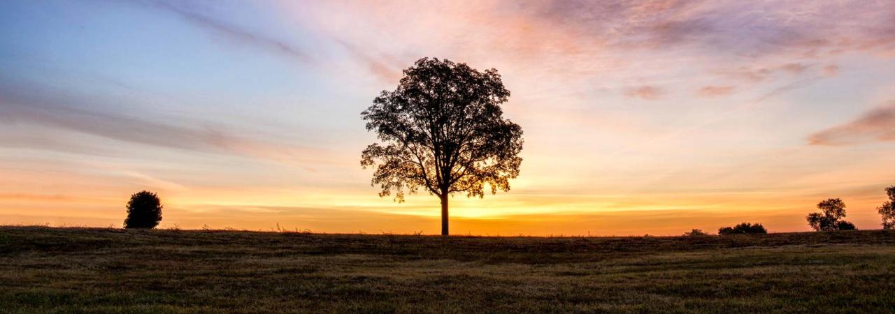 A lone tree stands against a vivid dawn sky on Fleetwood Hill at Brandy Station Battlefield.