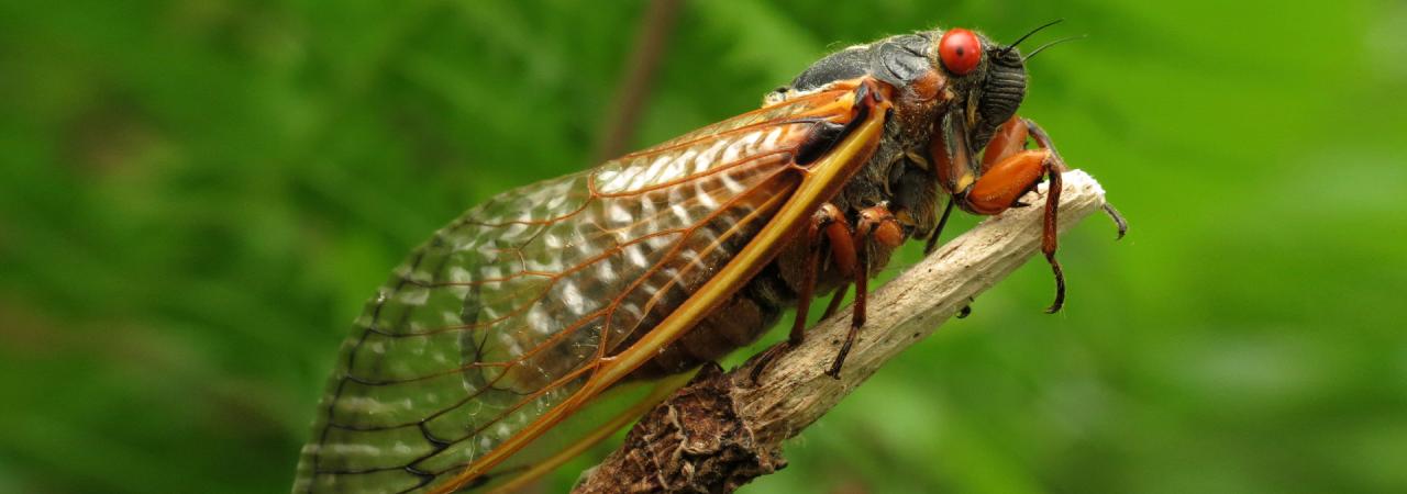 Brood X cicada