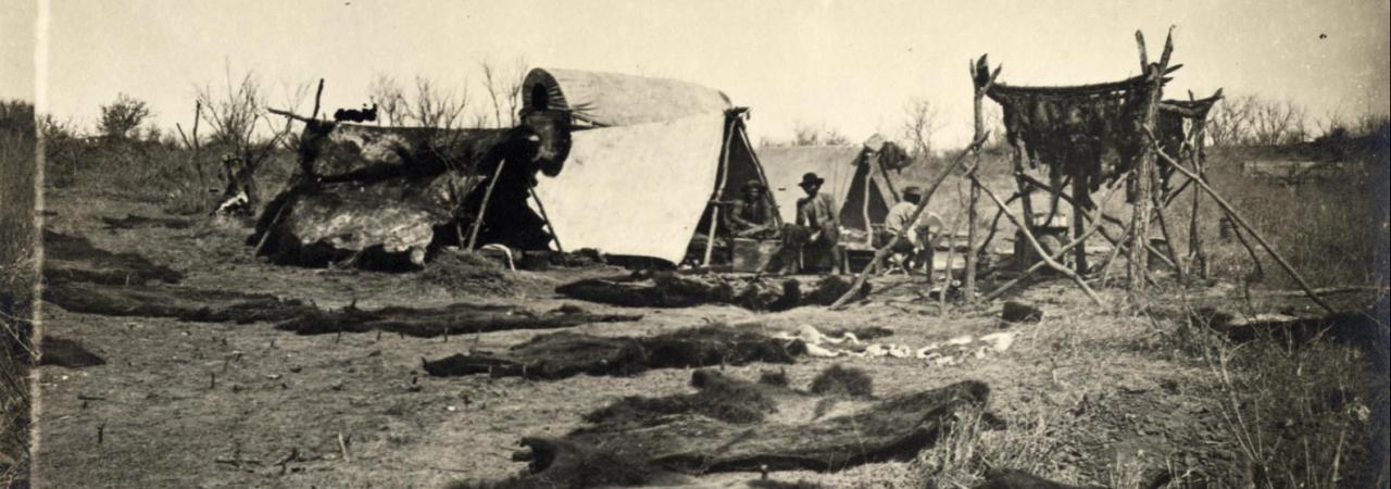 Buffalo camp scene with stretched and drying hides
