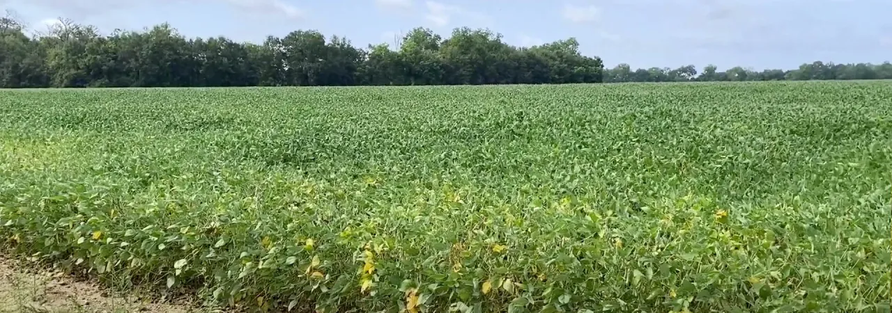 Chickasaw Bayou Battlefield, Vicksburg, Miss.