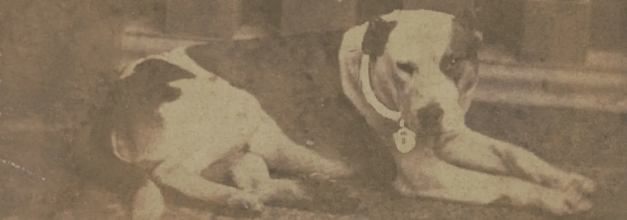 Carte de visite photograph of Jack, the mascot dog of the 102nd Pennsylvania Infantry Regiment, posed for a studio portrait.