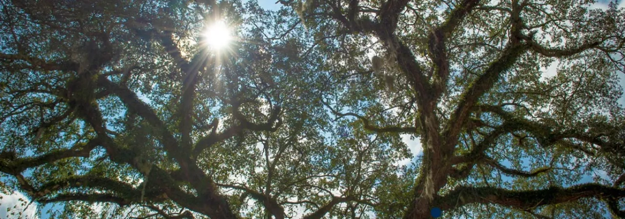 Eutaw Springs Witness Tree