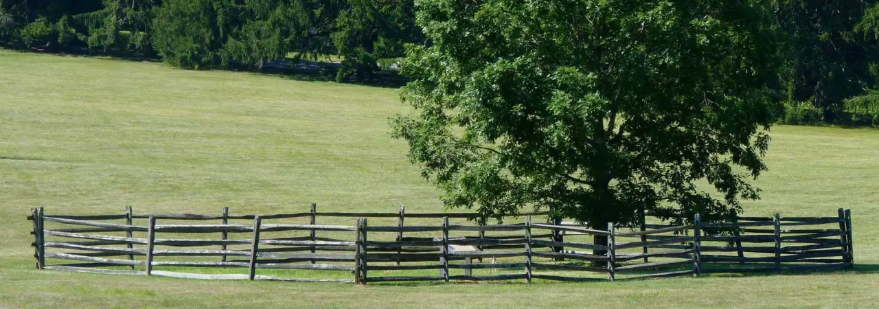 Mercer Sapling, Princeton Battlefield State Park, N.J.