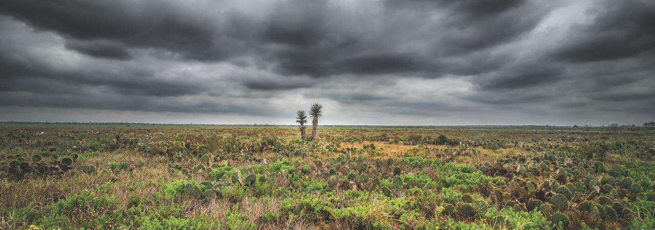 Desert landscape with green shrubs and a dark gray sky.