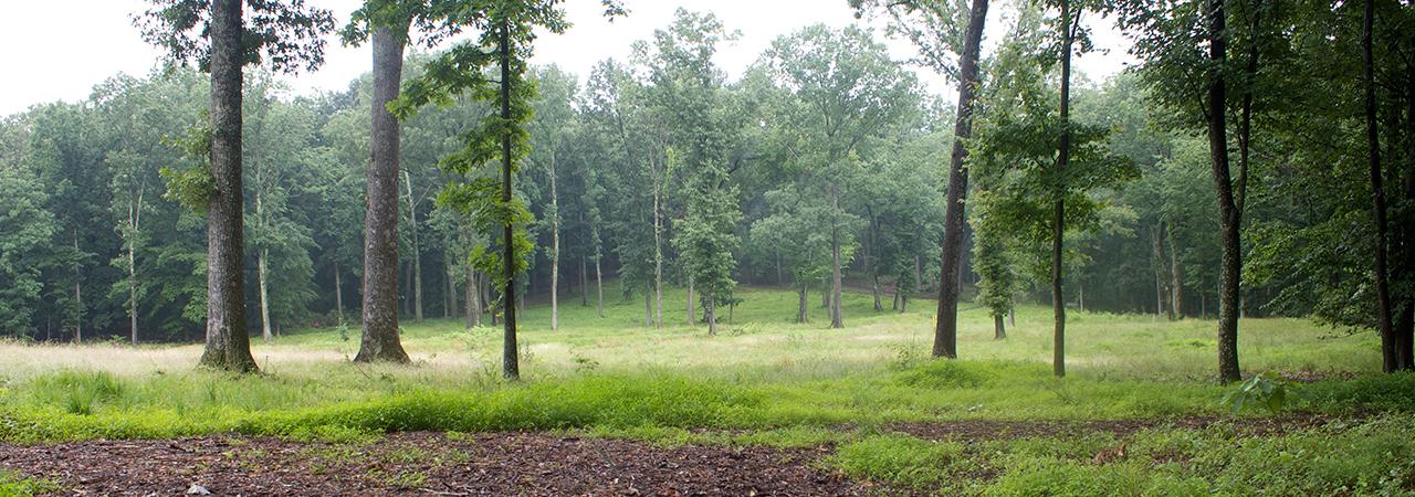 Photograph of a misty day at Ball's Bluff Battlefield