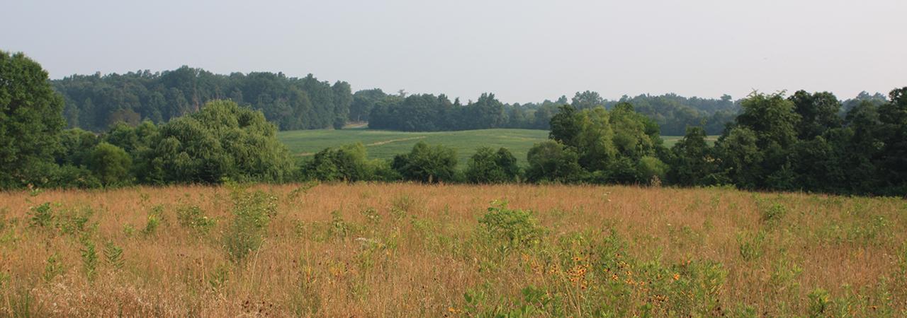 Fields of wheat at Brandy Station