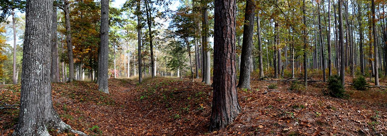 Photograph of the trees at Cold Harbor Battlefield