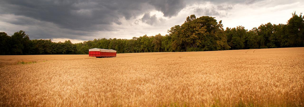 This is a landscape image of the golden wheat fields at the Gaines' Mill battlefield. 