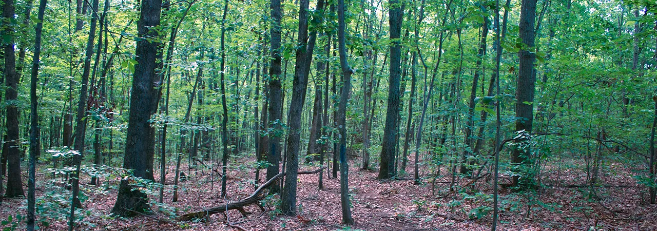 This is a photograph of the woods at Mine Run battlefield.