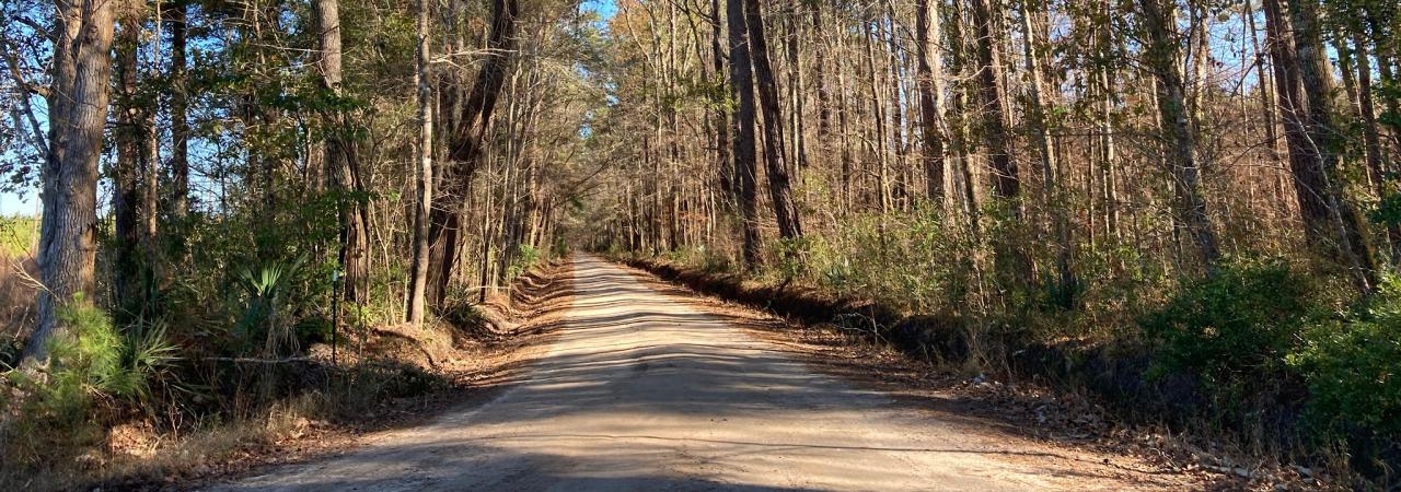 A path at Parker's Ferry Battlefield surrounded by trees