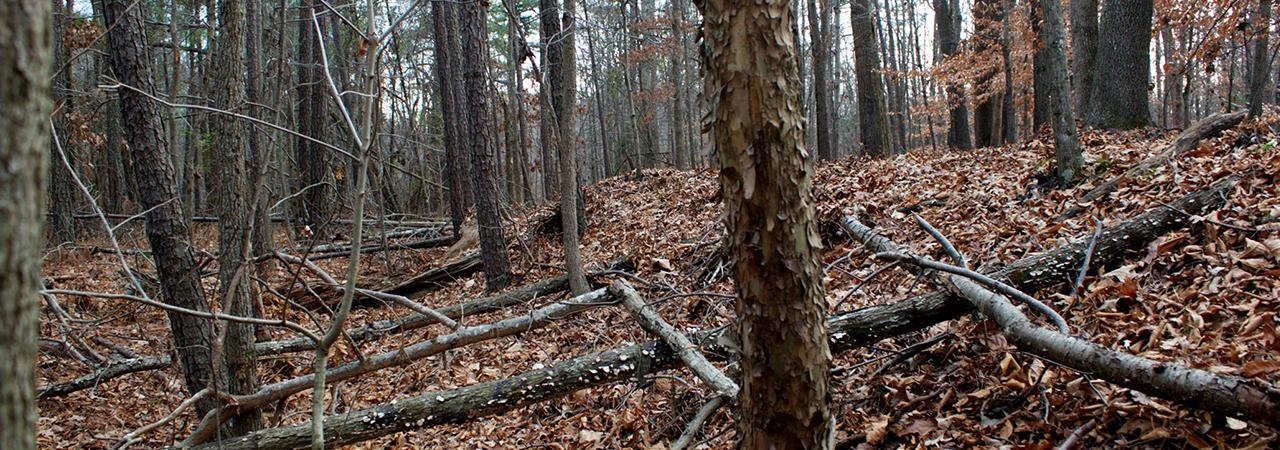 The woods at Petersburg Battlefield