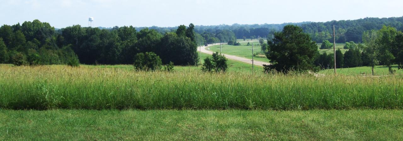 Photograph of the green grass and wheat fields at Raymond Battlefield