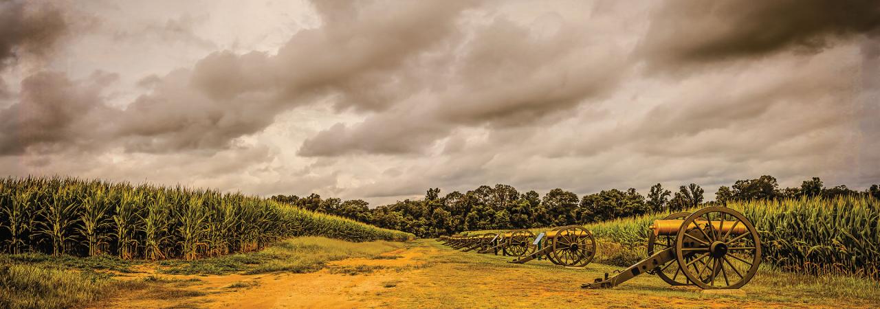 A line of cannons on the battlefield, surrounded by cornfields.