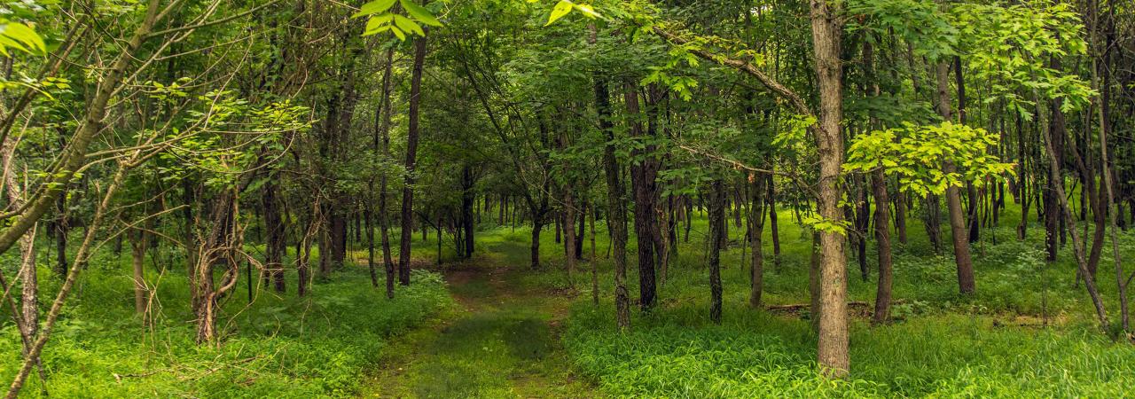 A path leads through a wooded area