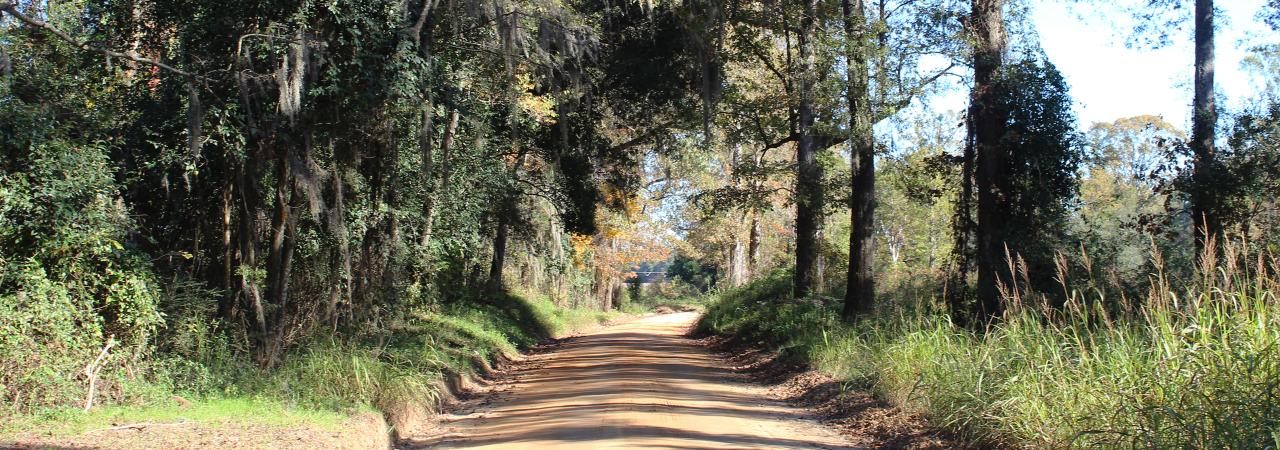 This is an image of a trail at Eutaw Springs in the sunlight. 