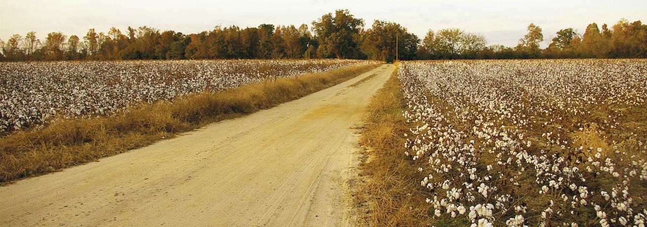 Bentonville Battlefield