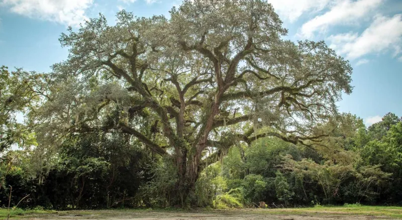 Eutaw Springs Witness Tree