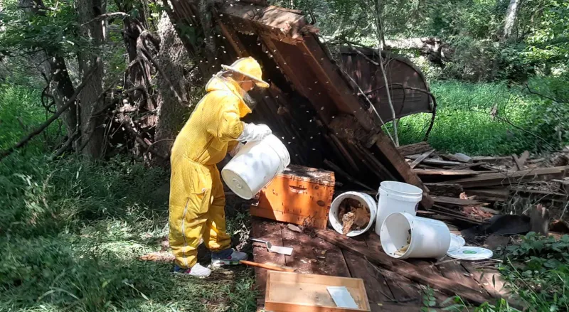 A beekeeper works to safely relocate a colony of thousands of bees discovered inside the wall of an outbuilding at the historic Wiltshire property on the Brandy Station battlefield.