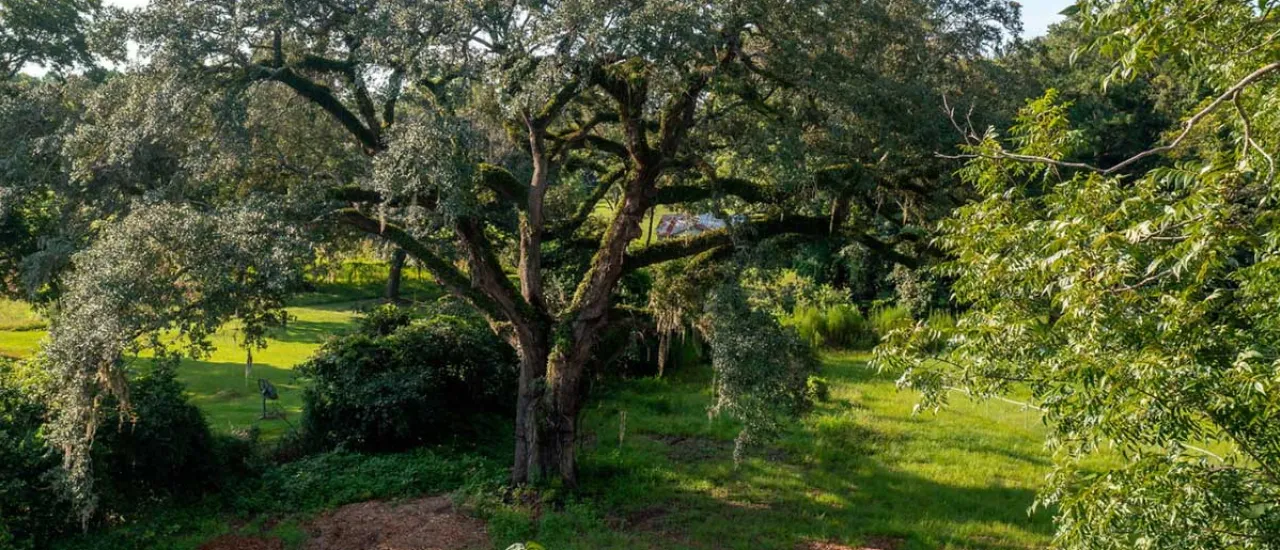 Eutaw Springs Witness Tree Post-Restoration