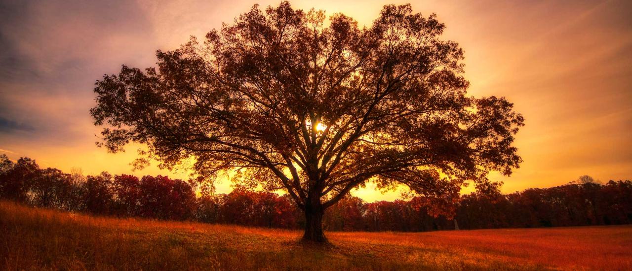 Tree at dusk at Shiloh National Military Park, Tenn.