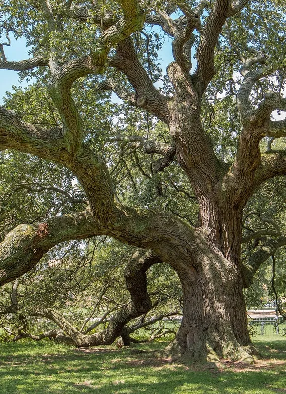 Emancipation Oak